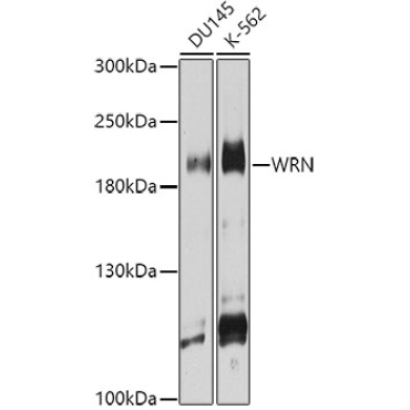 WRN Rabbit Polyclonal Antibody