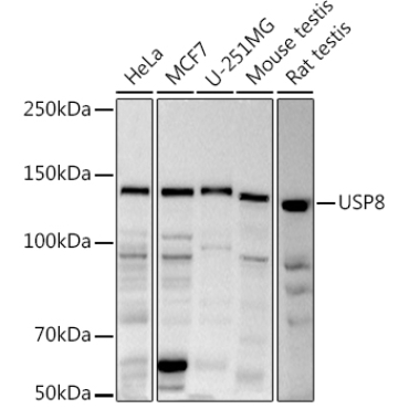 USP8 Rabbit Polyclonal Antibody