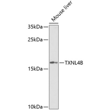 TXNL4B Rabbit Polyclonal Antibody