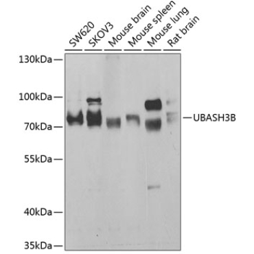 UBASH3B Rabbit Polyclonal Antibody