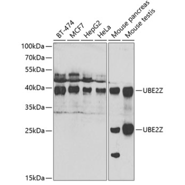 UBE2Z Rabbit Polyclonal Antibody