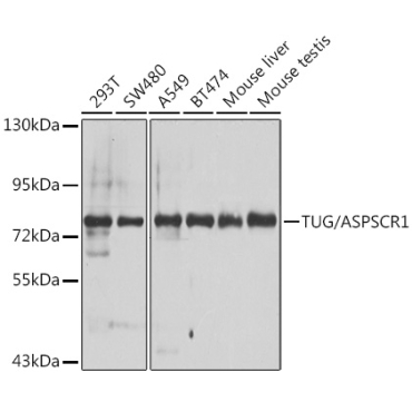 TUG/ASPSCR1 Rabbit Polyclonal Antibody