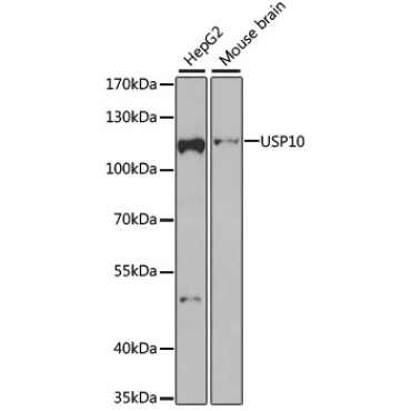 USP10 Rabbit Polyclonal Antibody