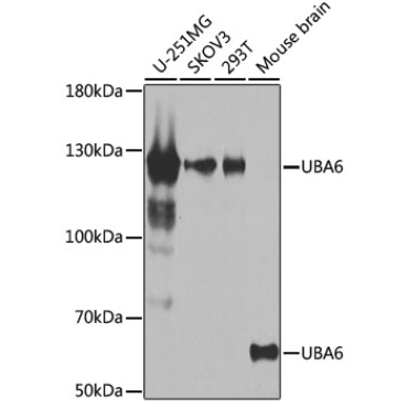 UBA6 Rabbit Polyclonal Antibody
