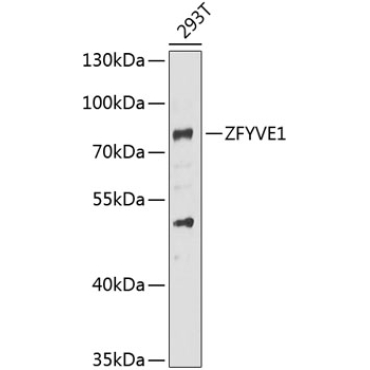 ZFYVE1 Rabbit Polyclonal Antibody