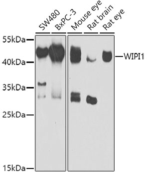 WIPI1 Rabbit Polyclonal Antibody