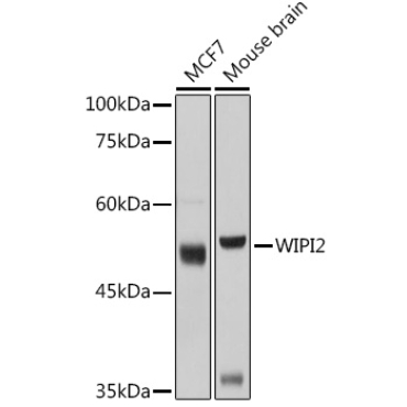 WIPI2 Rabbit Polyclonal Antibody