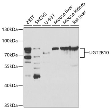 UGT2B10 Rabbit Polyclonal Antibody