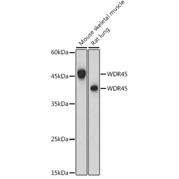 WDR45 Rabbit Polyclonal Antibody