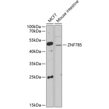 ZNF785 Rabbit Polyclonal Antibody