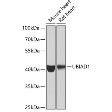 UBIAD1 Rabbit Polyclonal Antibody