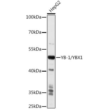 YB-1/YBX1 Rabbit Polyclonal Antibody