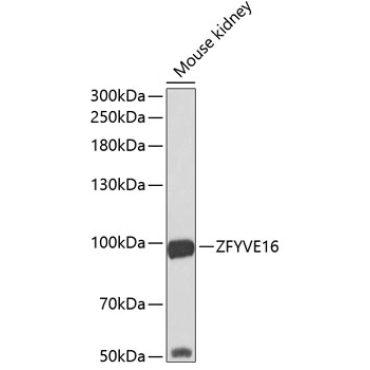 ZFYVE16 Rabbit Polyclonal Antibody