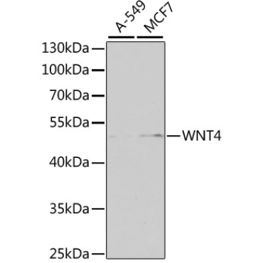 WNT4 Rabbit Polyclonal Antibody