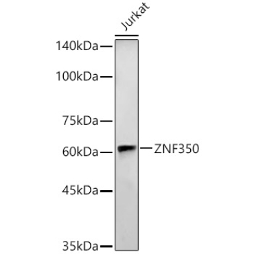 ZNF350 Rabbit Polyclonal Antibody