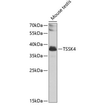 TSSK4 Rabbit Polyclonal Antibody