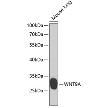 WNT9A Rabbit Polyclonal Antibody