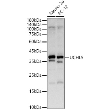 UCHL5 Rabbit Polyclonal Antibody