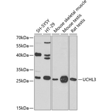 UCHL3 Rabbit Polyclonal Antibody