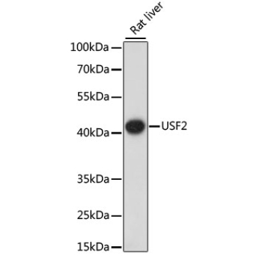 USF2 Rabbit Polyclonal Antibody