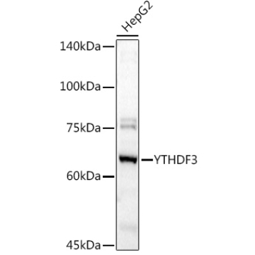 YTHDF3 Rabbit Polyclonal Antibody