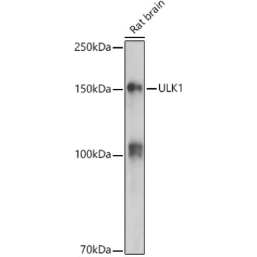 ULK1 Rabbit Polyclonal Antibody