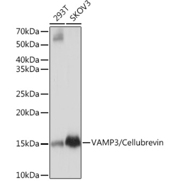 VAMP3/Cellubrevin Rabbit Monoclonal Antibody