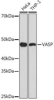 VASP Rabbit Monoclonal Antibody