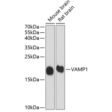VAMP1 Rabbit Polyclonal Antibody