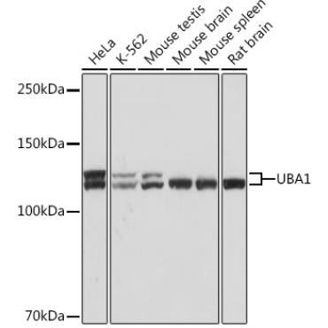 UBA1 Rabbit Monoclonal Antibody