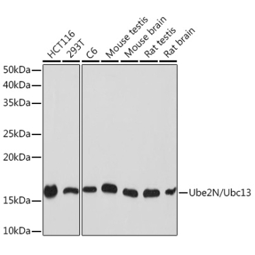 Ube2N/Ubc13 Rabbit Monoclonal Antibody