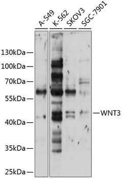 WNT3 Rabbit Polyclonal Antibody