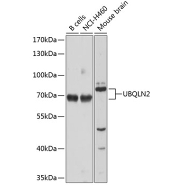 UBQLN2 Rabbit Polyclonal Antibody