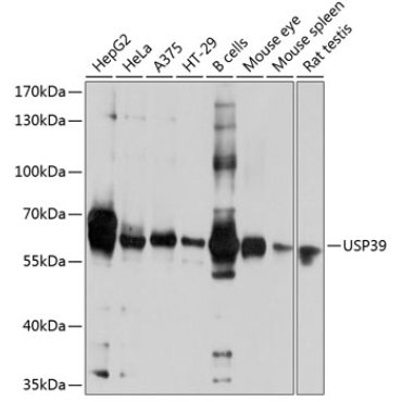USP39 Rabbit Polyclonal Antibody