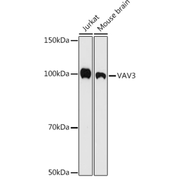 VAV3 Rabbit Monoclonal Antibody