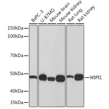 WIPI1 Rabbit Monoclonal Antibody