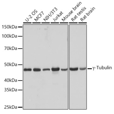 Gamma-Tubulin Rabbit Monoclonal Antibody