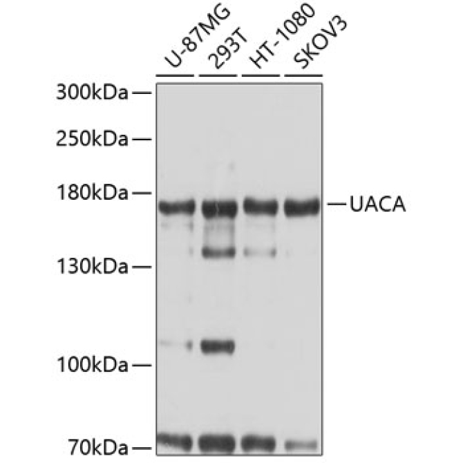 UACA Rabbit Polyclonal Antibody