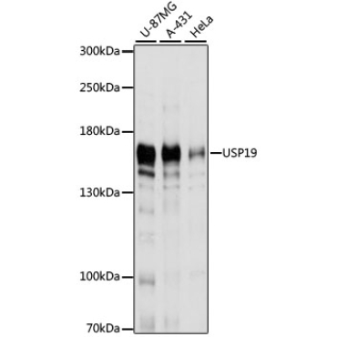 USP19 Rabbit Polyclonal Antibody