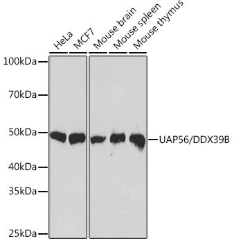UAP56/DDX39B Rabbit Monoclonal Antibody
