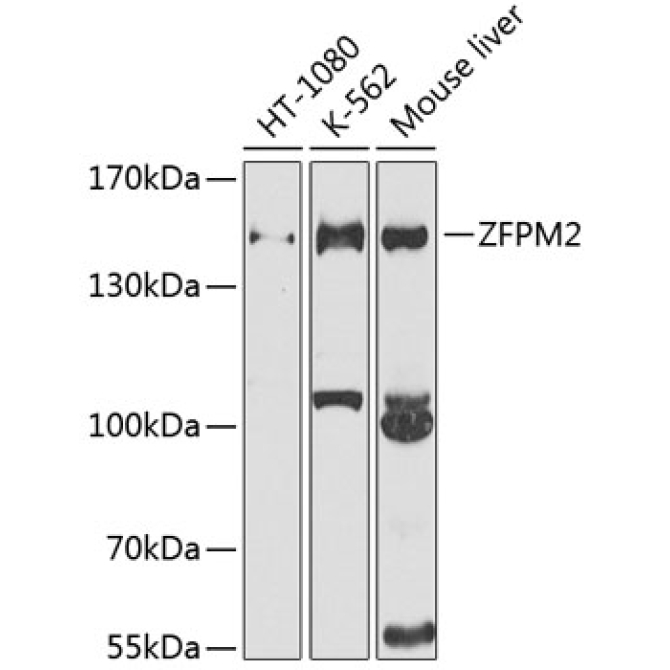 ZFPM2 Rabbit Polyclonal Antibody