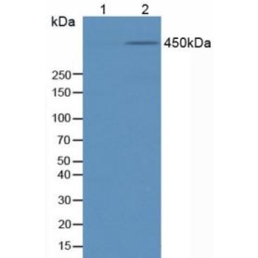 Anti-Phosphorylated Tumor Protein p53 Binding Protein 1 (TP53BP1) Human Polyclonal Antibody