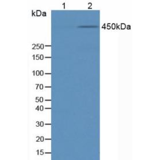 Anti-Phosphorylated Tumor Protein p53 Binding Protein 1 (TP53BP1) Human Polyclonal Antibody
