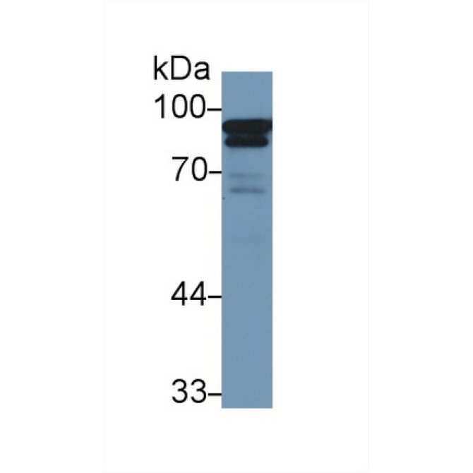 Anti-Calnexin (CNX) Human Monoclonal Antibody