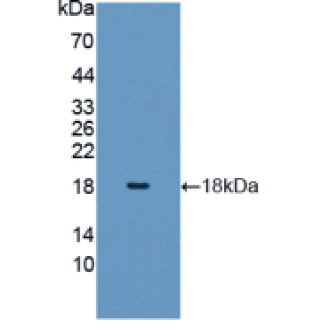 Anti-Histone H3 (H3) Human Polyclonal Antibody