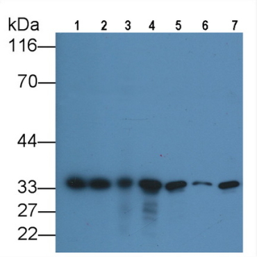 Human, Mouse, Rat, Canis familiaris; Canine (Dog) Anti-Proliferating Cell Nuclear Antigen (PCNA) Monoclonal Antibody