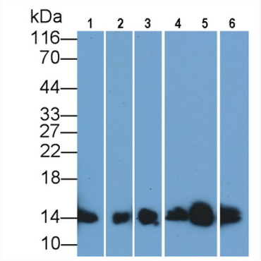Human, Mouse, Rat, Pig Anti-Cytochrome C (CYCS) Monoclonal Antibody