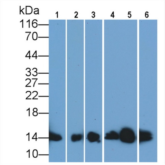 Human, Mouse, Rat, Pig Anti-Cytochrome C (CYCS) Monoclonal Antibody