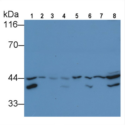 Mouse, Rat Anti-Extracellular Signal Regulated Kinase 2 (ERK2) Monoclonal Antibody