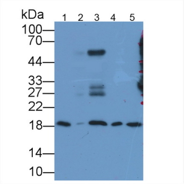 Human, Mouse Anti-Cyclophilin A (CYPA) Monoclonal Antibody